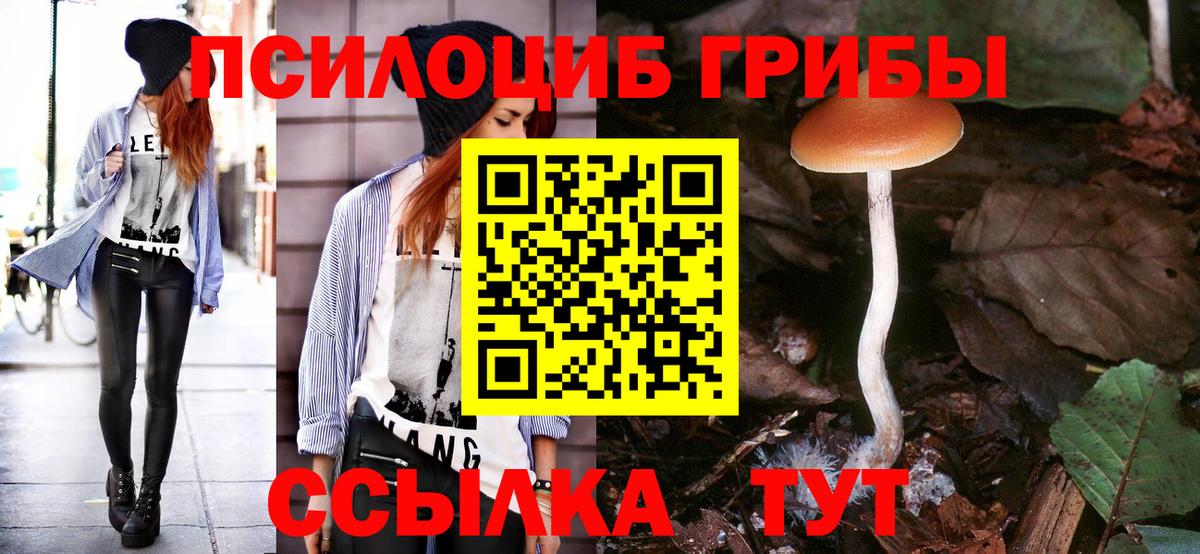 Псилоцибиновые грибы Psilocybe Гурьевск
